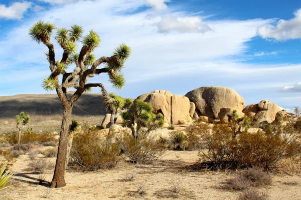 Prior California Study Manual Purchase? Register here for the California Specific Exam Course:
